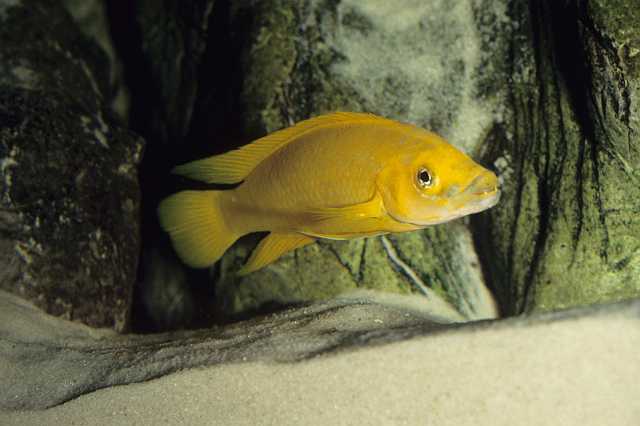 FH_CI_TA_027(Neolamprologus leleupi).jpg